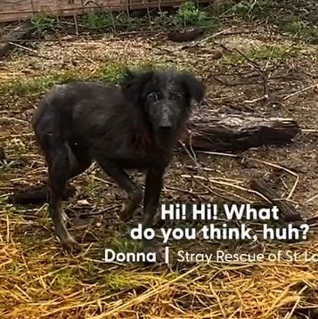 農場に迷い込んだ母犬と“隠されていた子犬”　親子の救出劇と温かい展開に心温まる