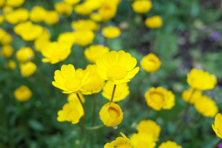 【春に咲く黄色い花】春庭を明るく鮮やかに彩る《一年草＆多年草》11選！乾燥に強い植物も
