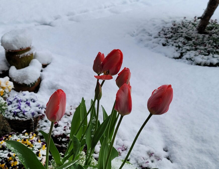 真冬の1月から2月、わが家の庭で満開に咲くアイスチューリップ