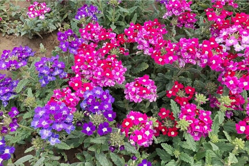 Moolkum/Shutterstock.com