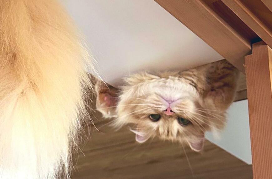 出所：@NEKOLAND13