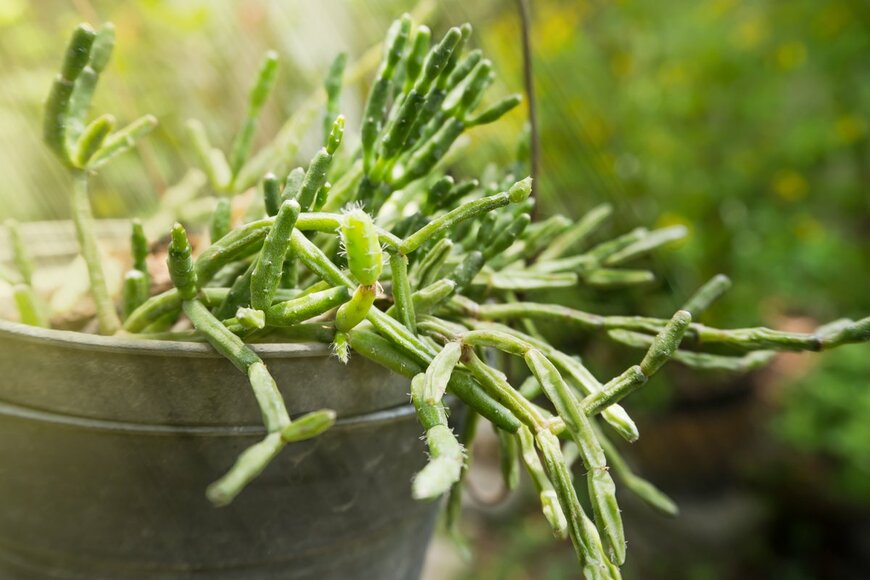 NPDesariyanot/Shutterstock.com