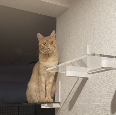 時刻は午前3時…深夜に「遊ぶ気満々の猫ちゃん」キラキラ輝く目が可愛い