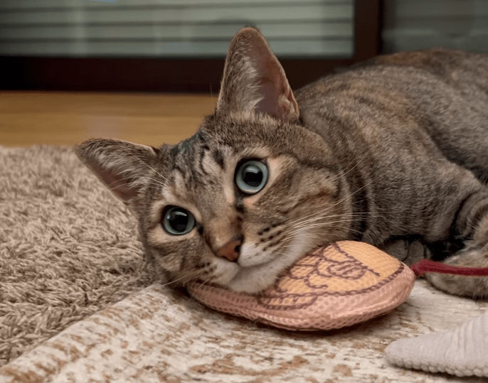 大好きなパパのトイレを待つ猫がかわいい！隠していた「美味しいもの」に注目！