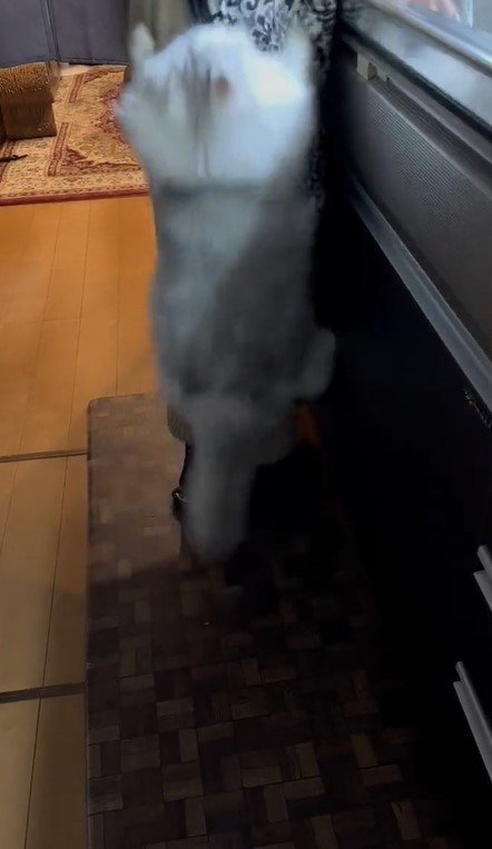 出所：@NEKOLAND13