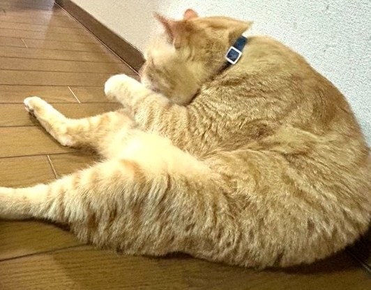 出所：@Beercat_Ana_Dar