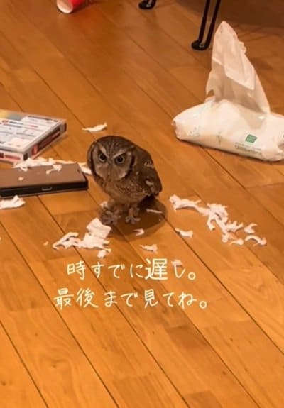 【最後は自分で掃除する？フクロウ】ティッシュをビリビリに破いていると思ったら？