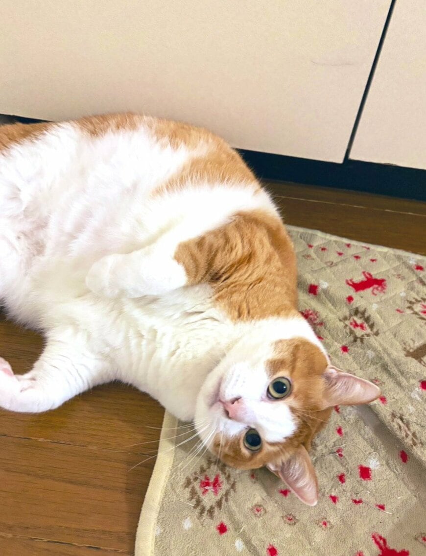 【あれ…？】猫の意外な“隠れ方”に思わず笑ってしまう！まさかの姿に同居猫は呆れ顔