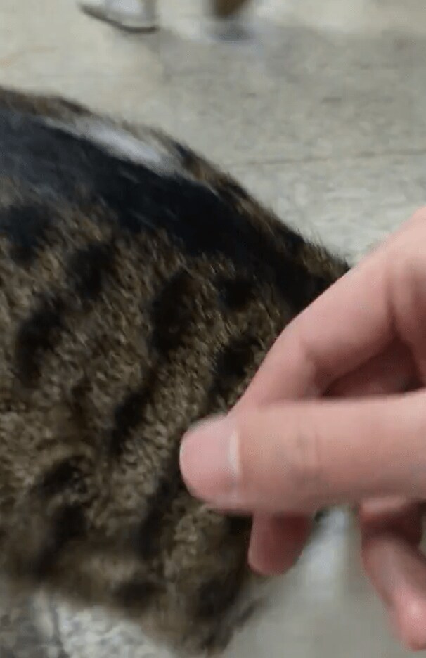 出所：@nekosanpoch