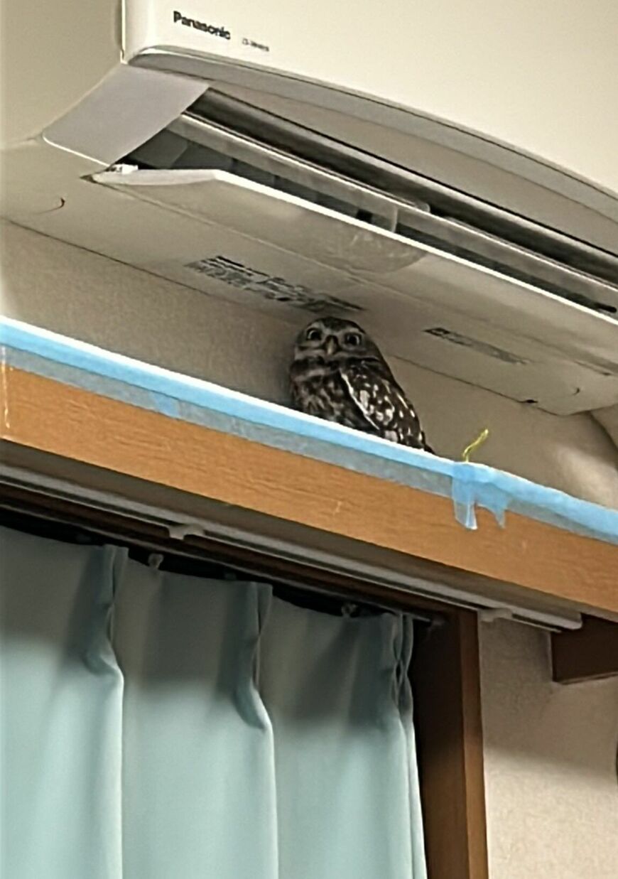 出所：@chimaki_anahori