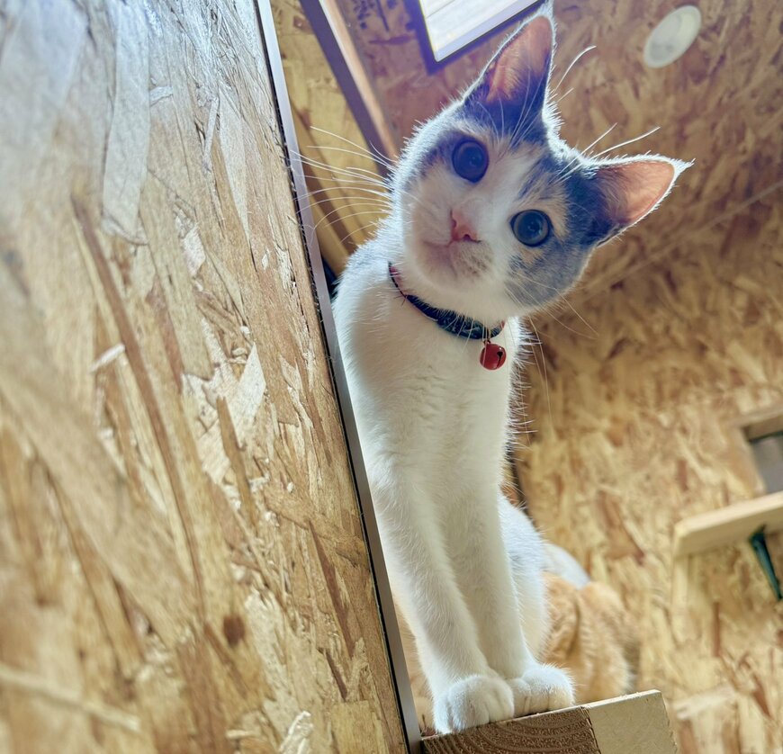 出所：@omochi_nam01