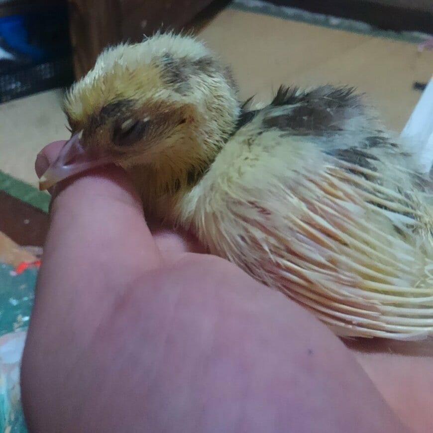 「13年前に誕生したクジャク」　京都大学の学生たちが「引き継いだ命」の成長に感動