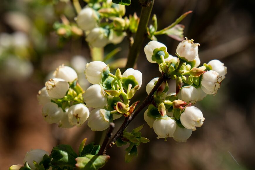 Cynthia Liang/Shutterstock.com