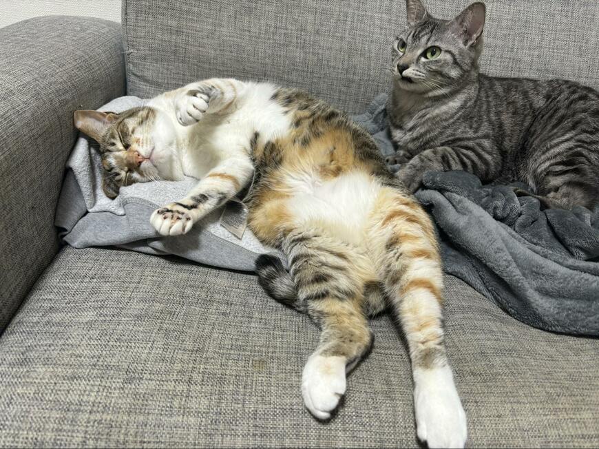 出所：@totomaru_hanmi