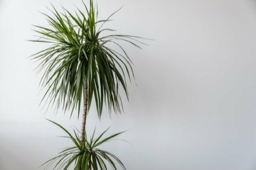                                                                     Gianmix/shutterstock.com