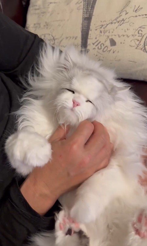 出所：@NEKOLAND13 