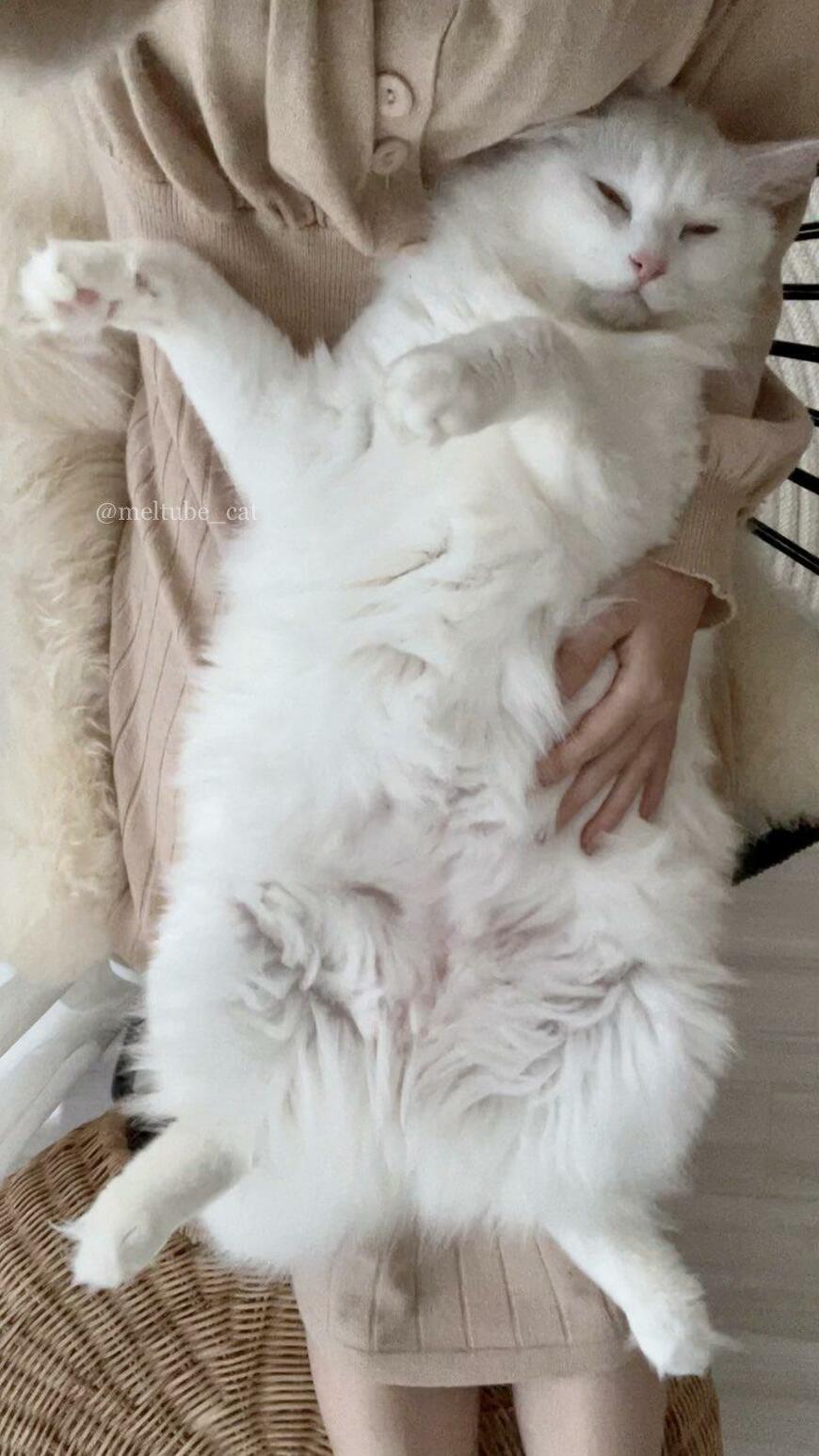 出所：@meltube_cat