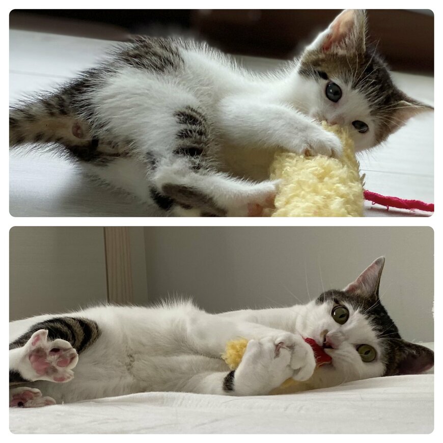 出所：@Saeroyi_cat