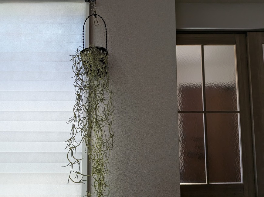 「エアープランツとも相性抜群！」