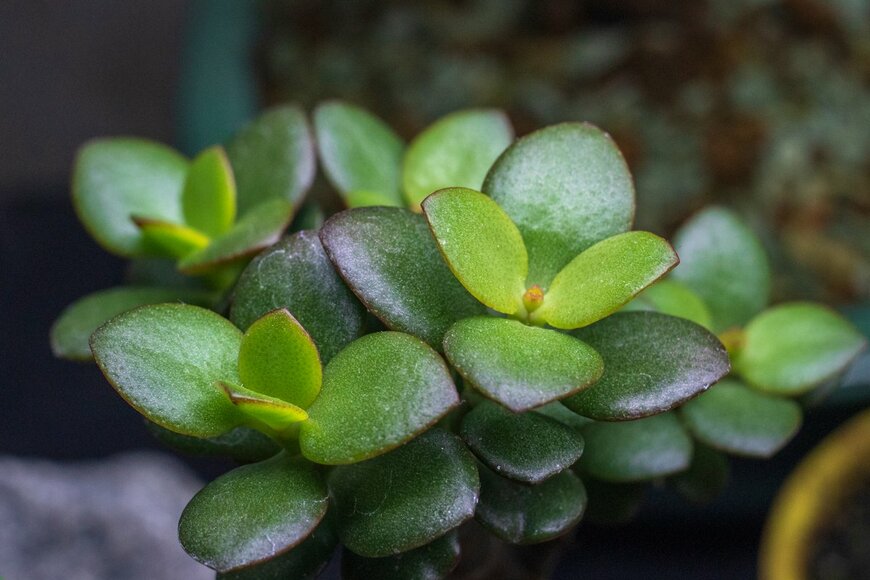 pjatnica/Shutterstock.com