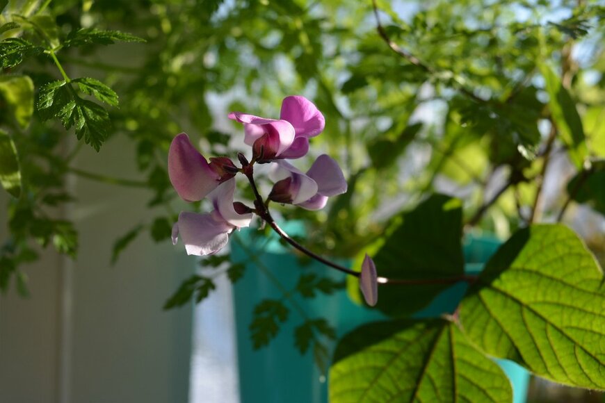 Happy Dragon/shutterstock.com