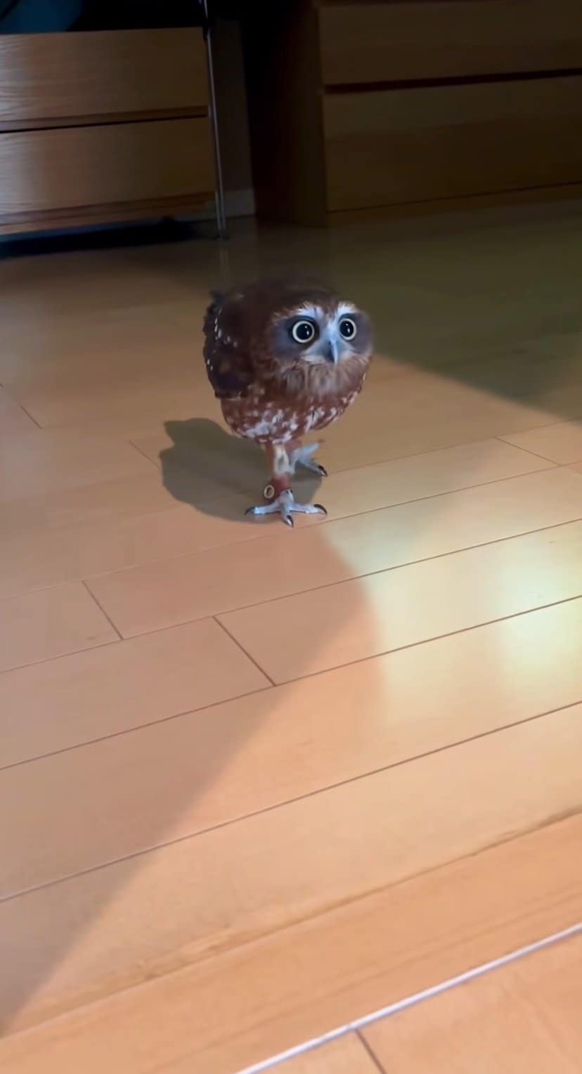 【キョロキョロ】お家探検をするフクロウさん　ワクワクいっぱいの表情に「興味津々」「かわいいね」の声