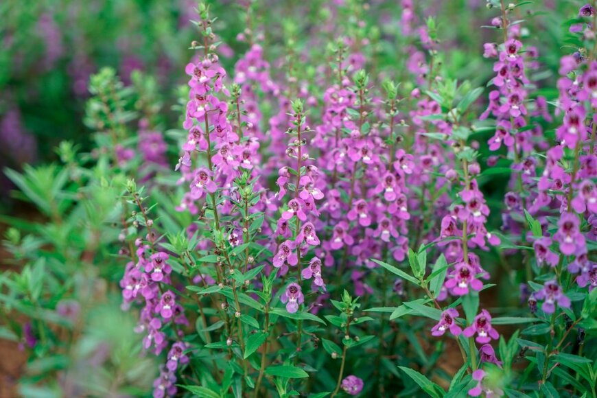 JIANG TIANMU/shutterstock.com