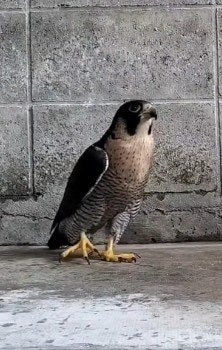 【とべ動物園】「エッホエッホ」ピンセットで肉をもらいにやって来るハヤブサの貴重な映像に「可愛い～」の声（愛媛県）