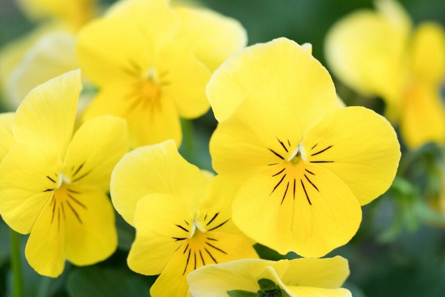 yoshi0511/shutterstock.com