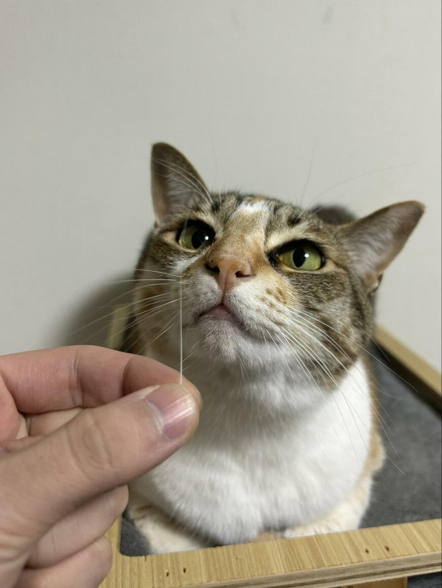 「ヒゲ落ちてたから刺してみた」　まさかの光景に5万1000いいね
