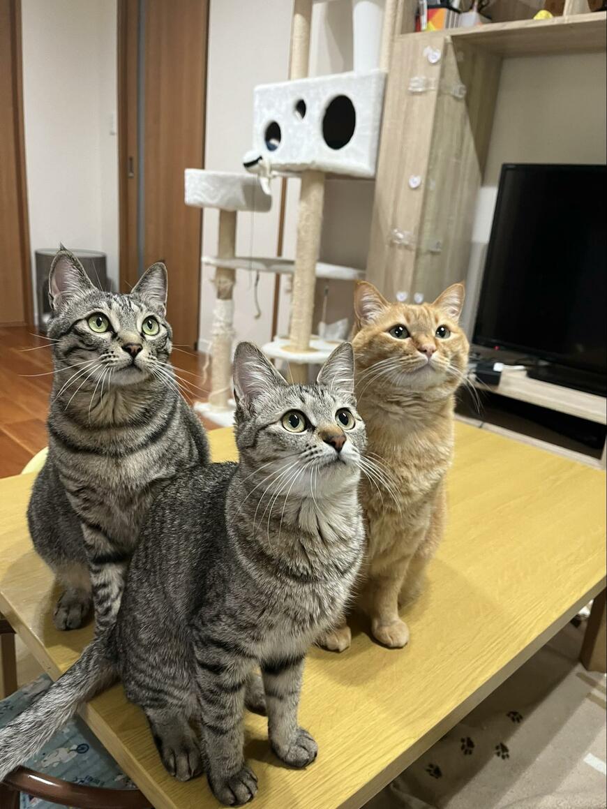 出所：@kagisuzu0531