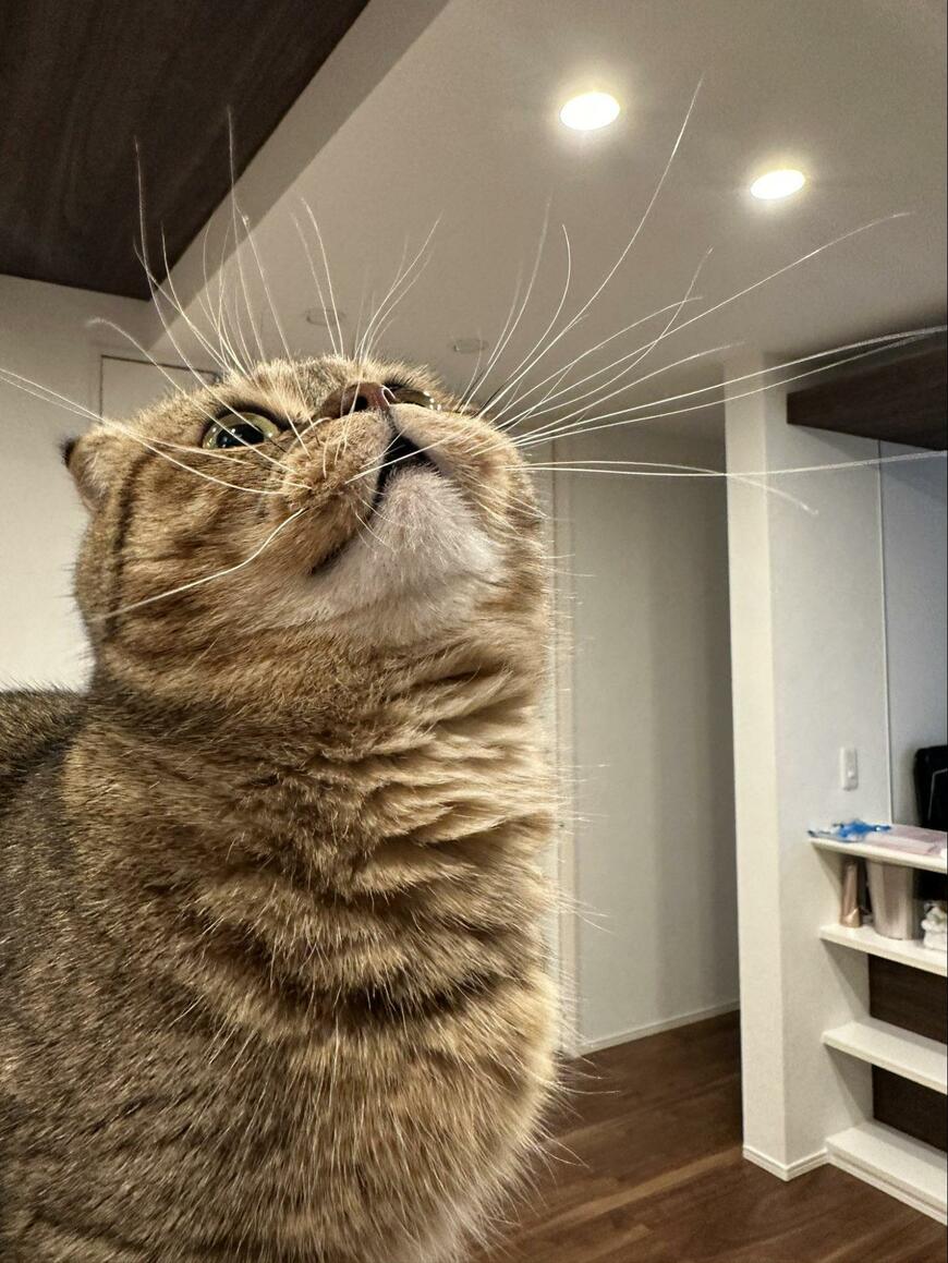 出所：@ponpokopontanu