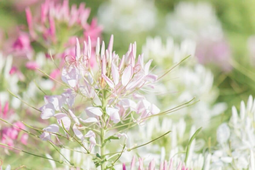 Nathapon Triratanachat/shutterstock.com