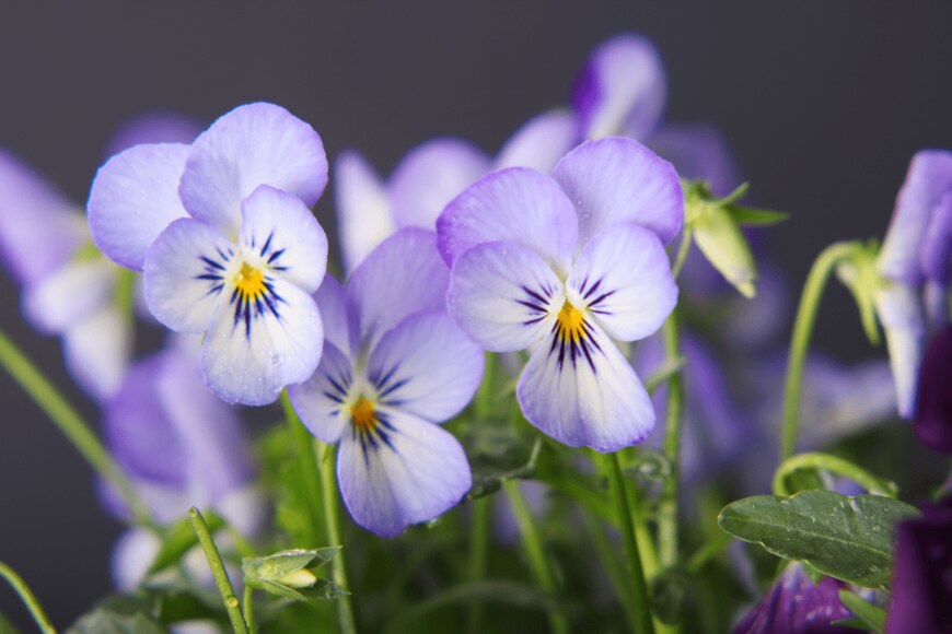 Taras Tsybukh/shutterstock.com