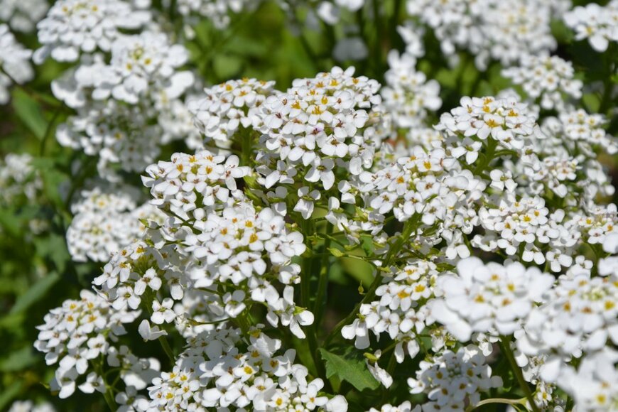 ADELART/shutterstock.com