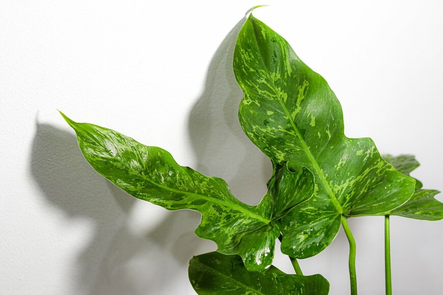 Raining624/Shutterstock.com