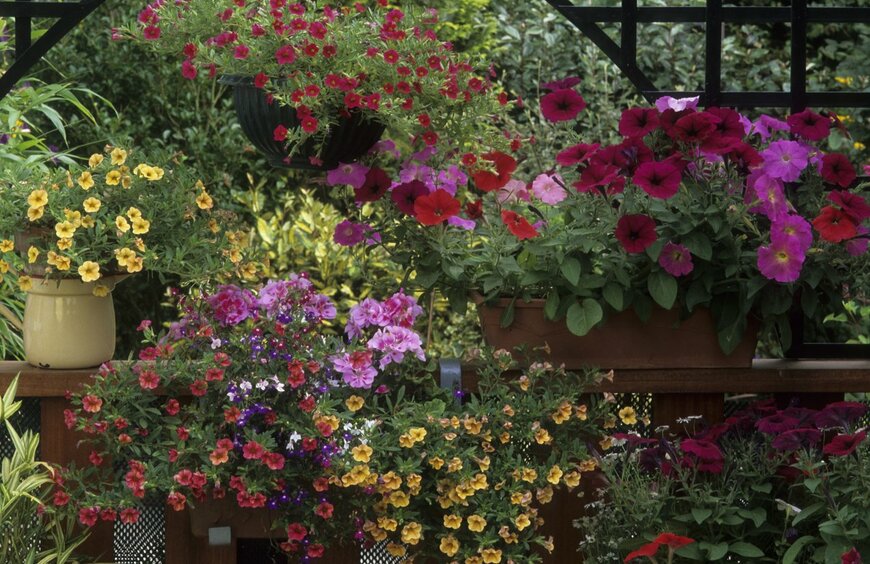【ガーデニング】夏に鮮やかな花が咲くオススメの草花7選！オシャレな庭や花壇を作るポイントは？