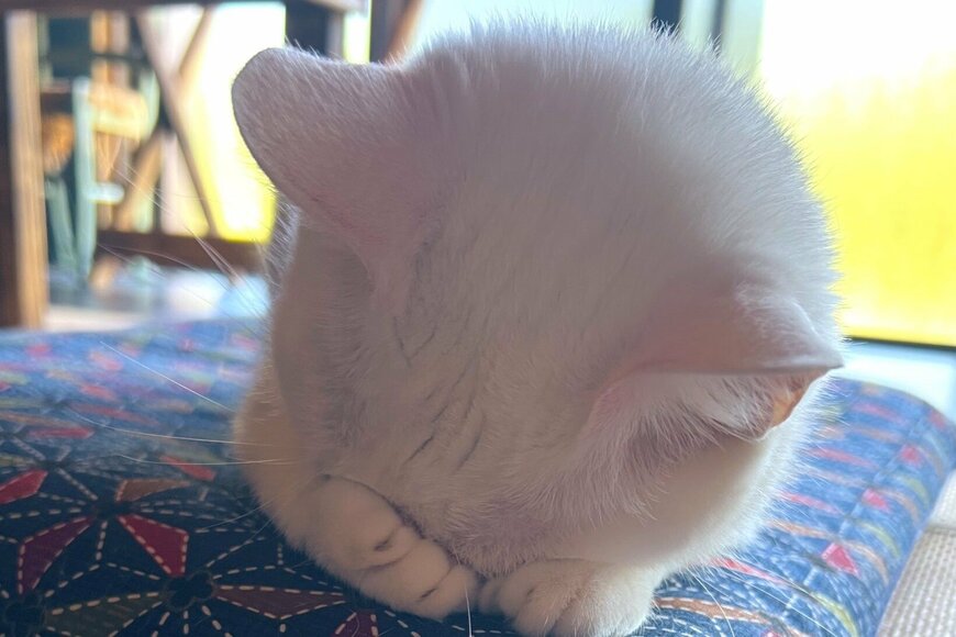 Twitterで話題の「ごめん寝」する白猫