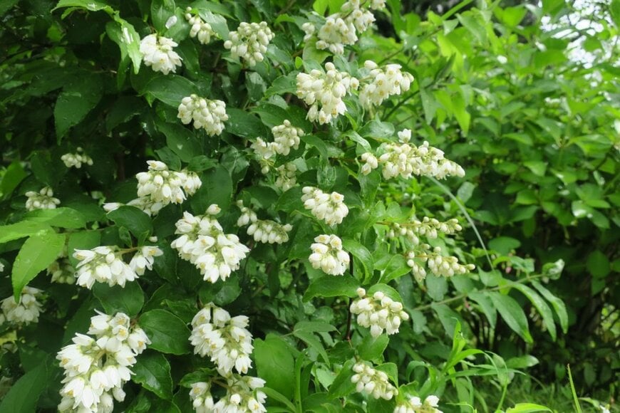 白い小花が満開のウツギ