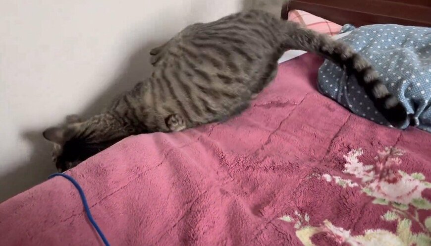 じゃれ合う2匹のキジトラ猫