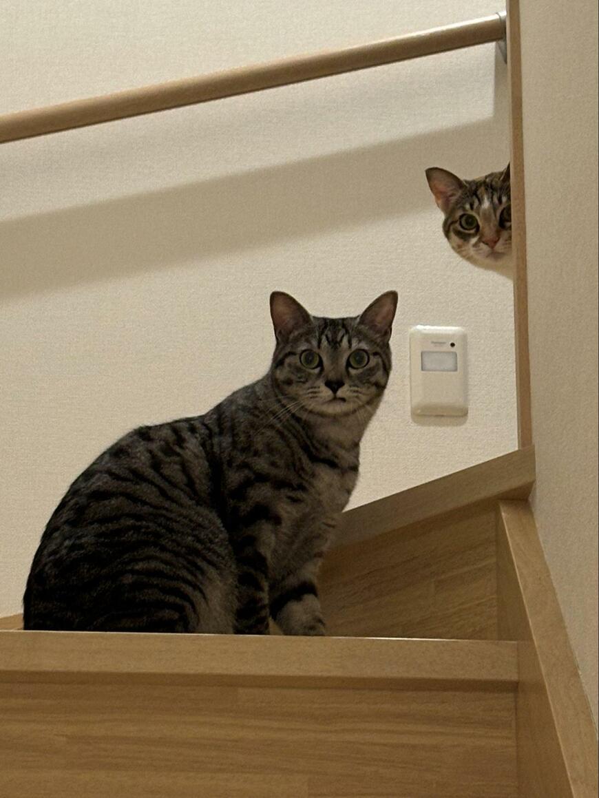 階段の上の猫