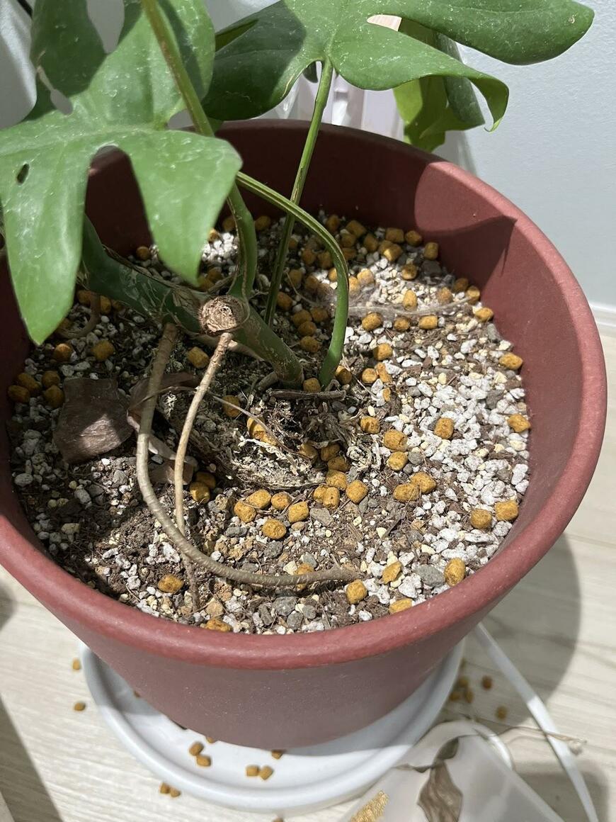 自動給餌器のエラー