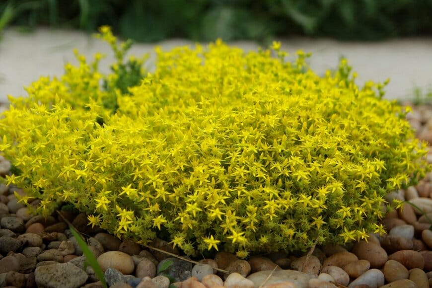 黄色い小花を咲かせているセダム