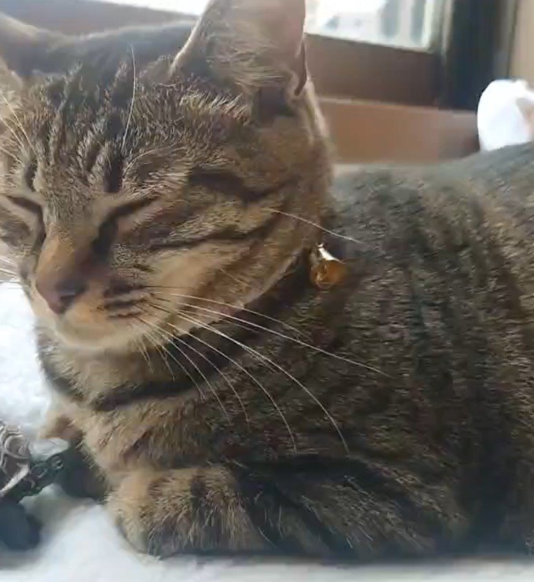 香箱座りでくつろぐ猫