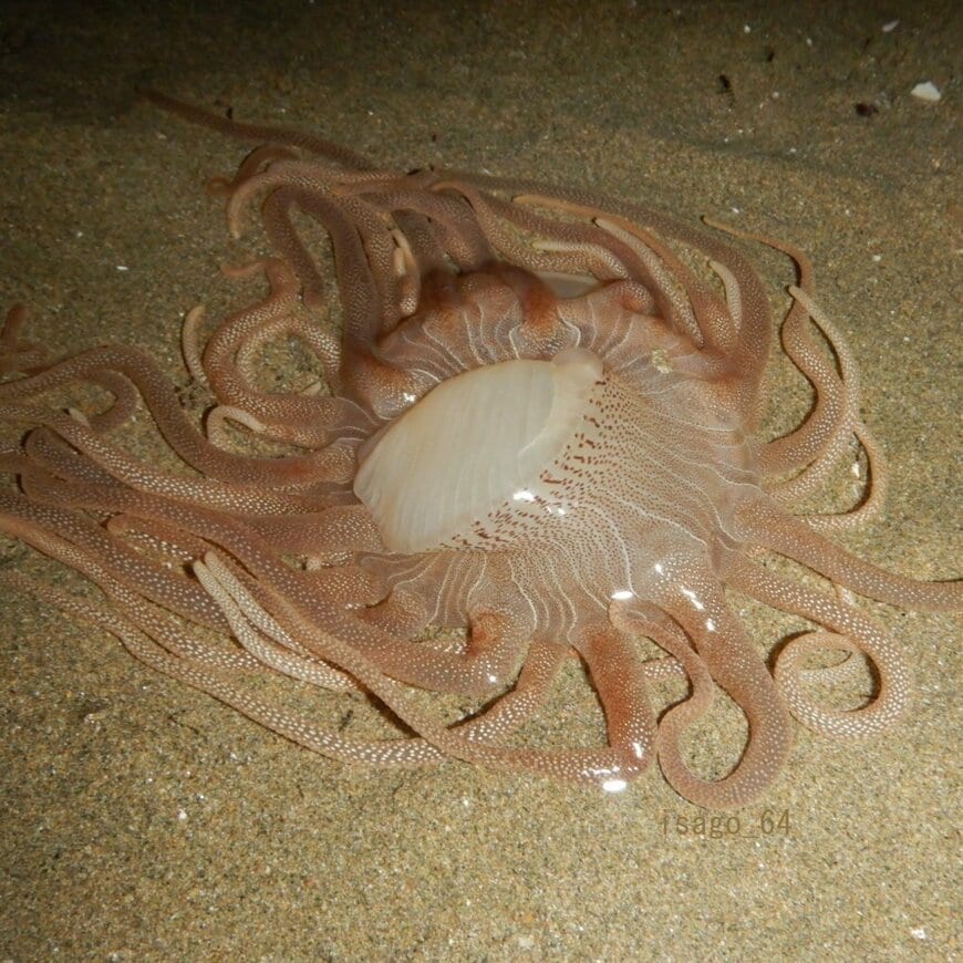 投稿の画像