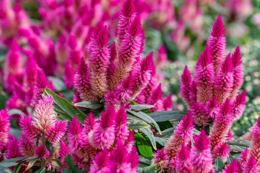 ふわふわとした濃いピンク色の花が満開のセロシア