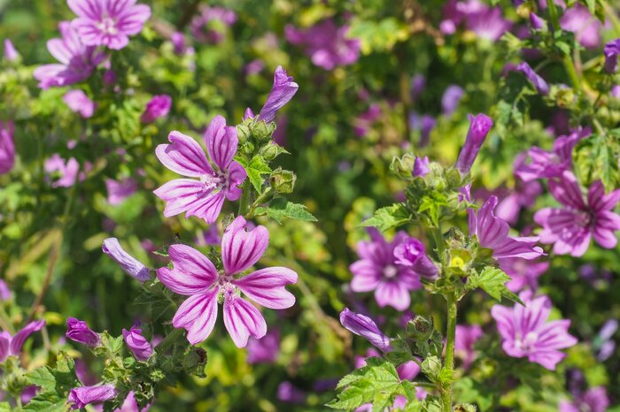 マロウの花。色は紫
