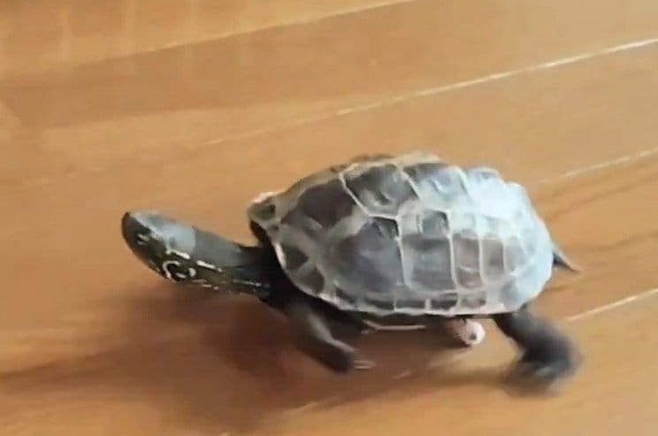 小雪ちゃんに追いつこうと必死で手足を動かす軍曹くん