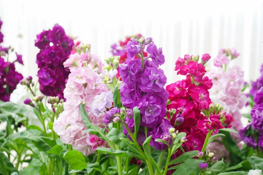 ストックの花。色は紫、白、ピンク