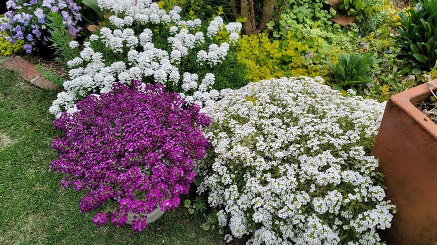 著者の庭に満開に咲く花々を撮影した写真